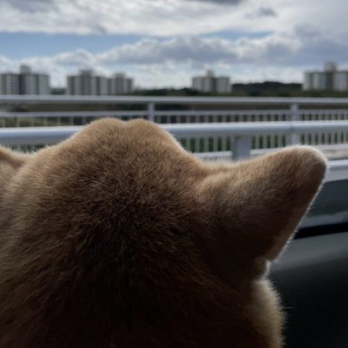 空と柴犬の後頭部