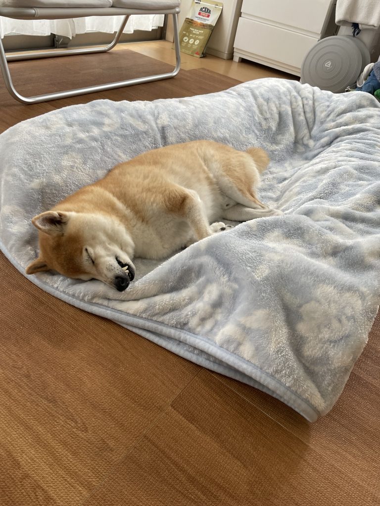 眠る柴犬
