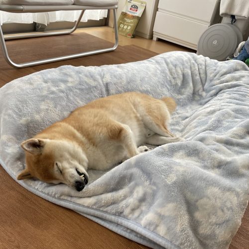 眠る柴犬