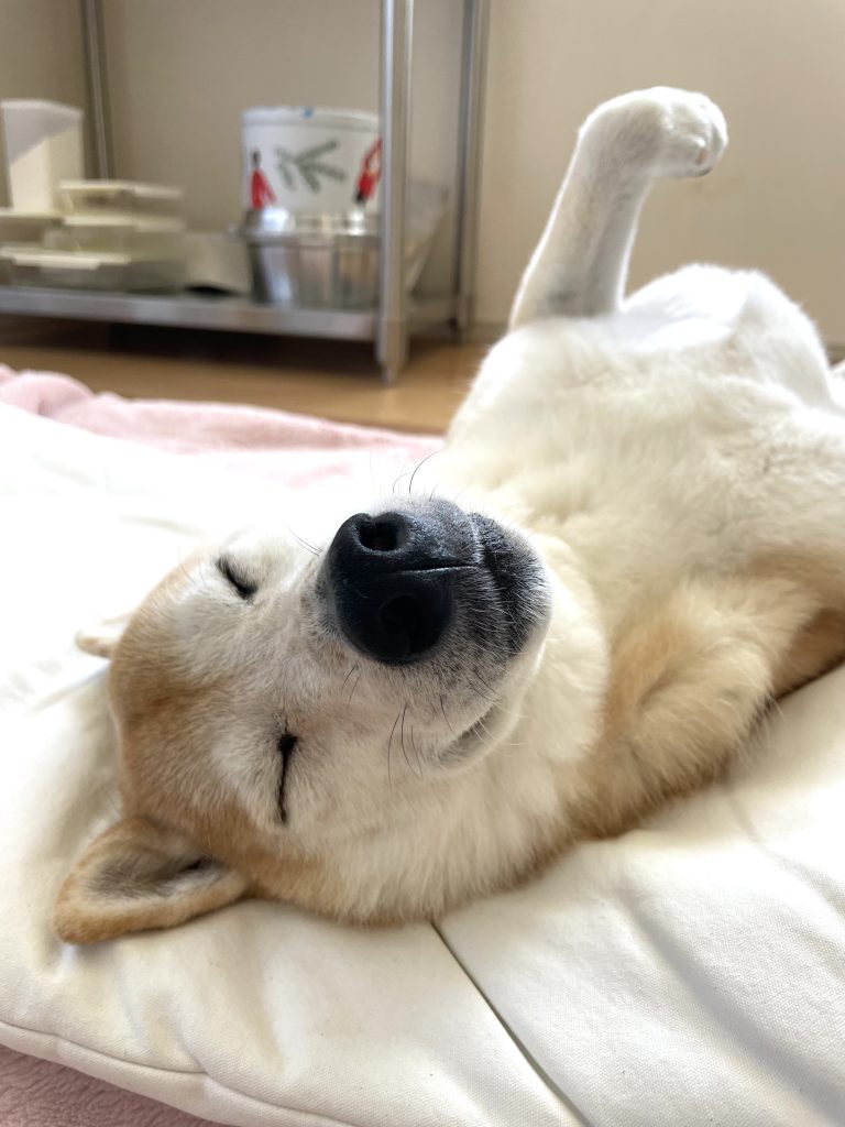 眠る犬