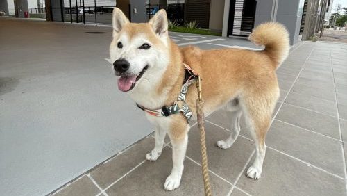 笑顔の柴犬