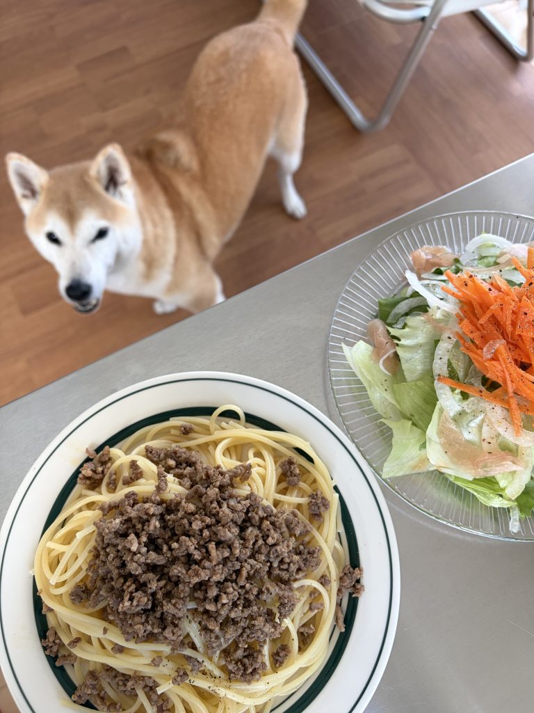 見つめる柴犬とご飯