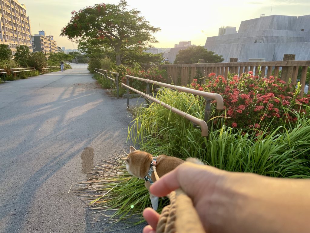 朝日と柴犬