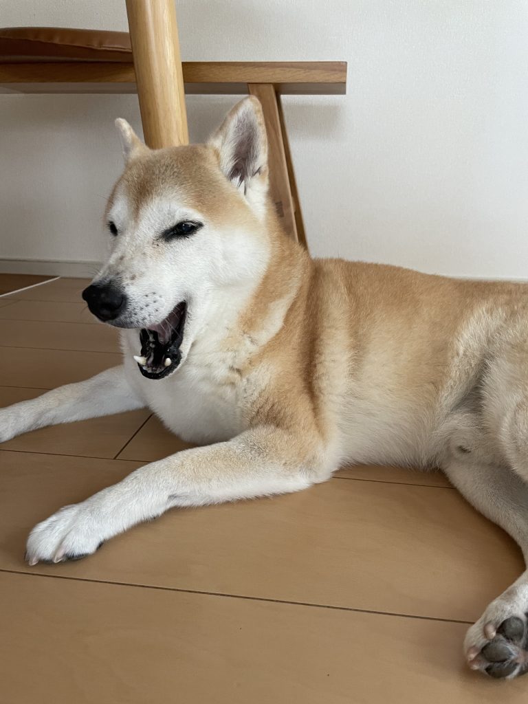 あくびをする犬
