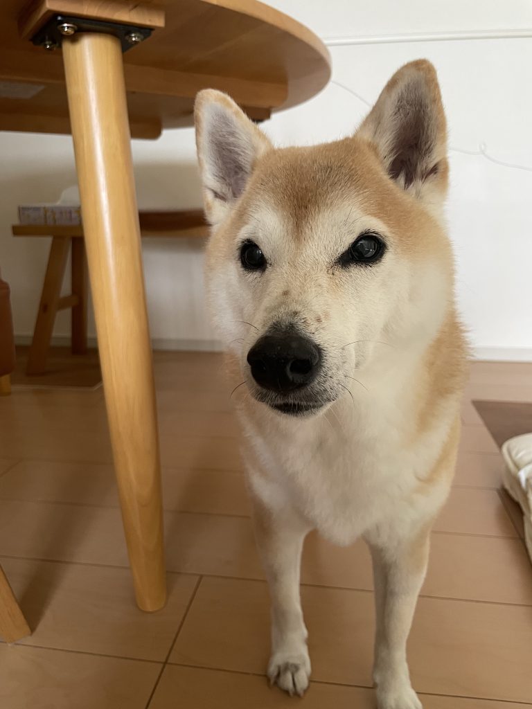 真剣な眼差しの柴犬