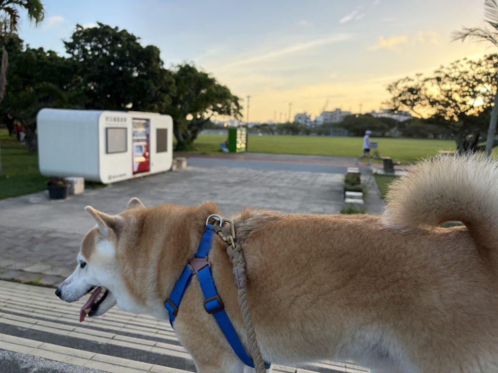 歩く柴犬