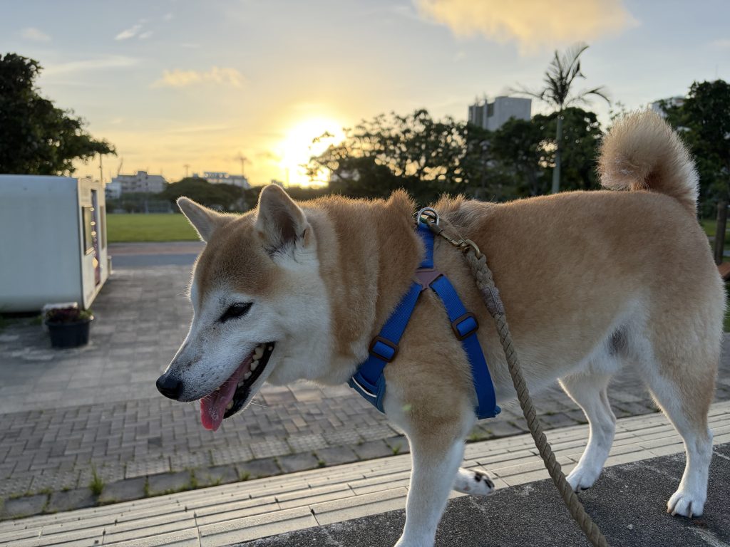 朝日と柴犬