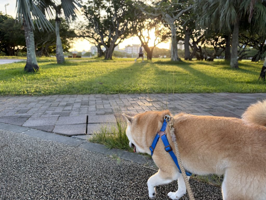 散歩する柴犬