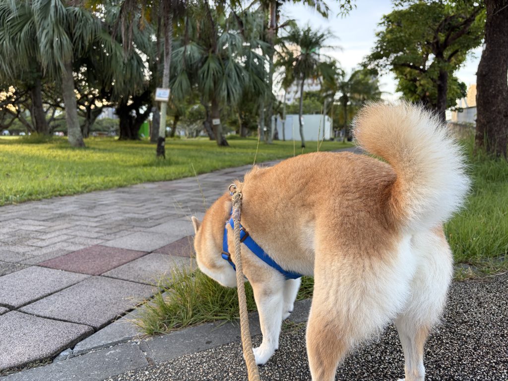 柴犬の後ろ姿