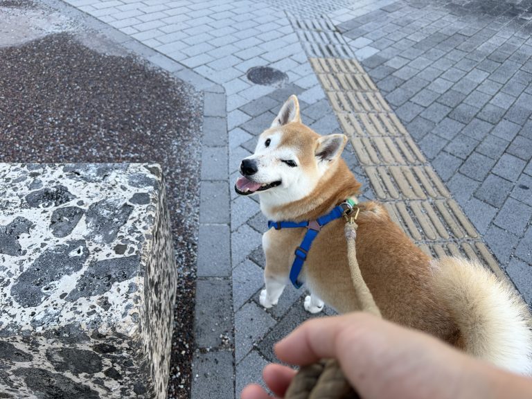 楽しそうな柴犬