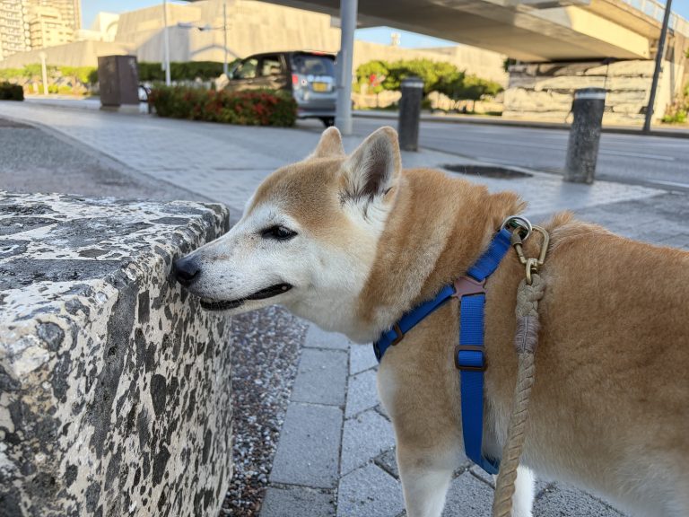 匂いを嗅ぐ柴犬