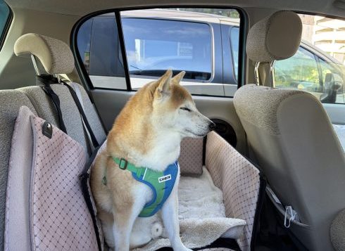 車に乗る犬