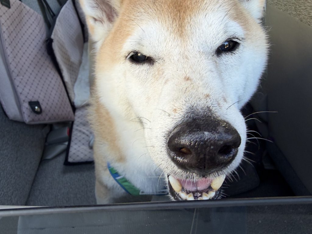 笑顔の柴犬