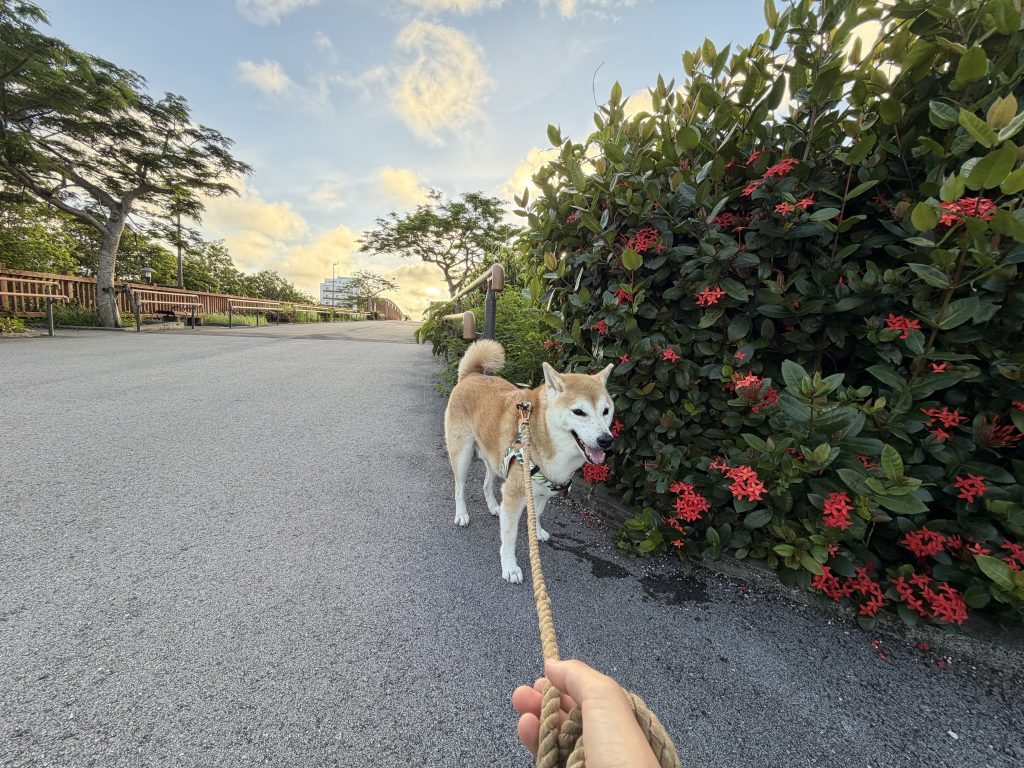 青空と柴犬