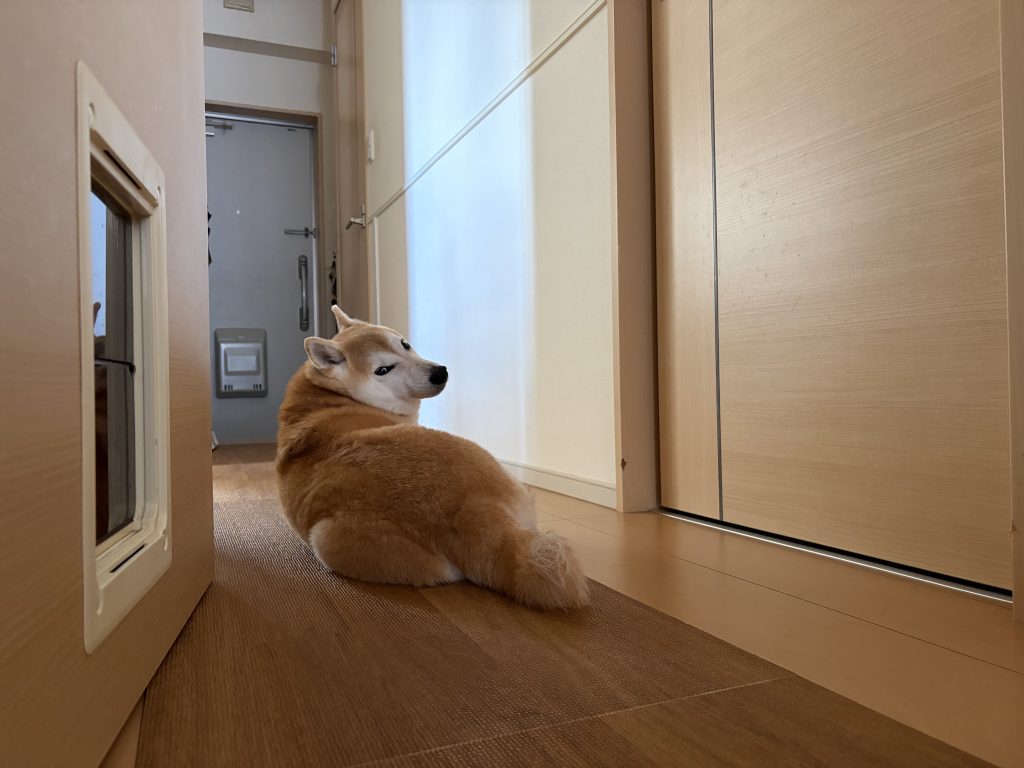 振り向く柴犬