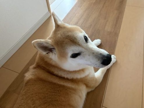見上げる柴犬