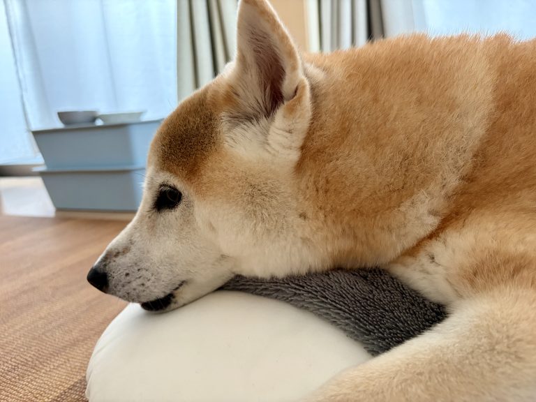 暇そうな柴犬