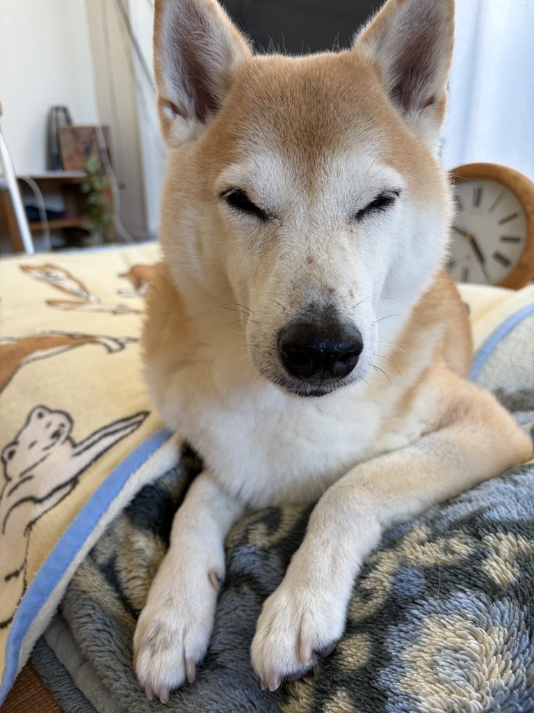 目を細める柴犬