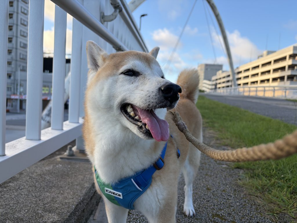 散歩する柴犬