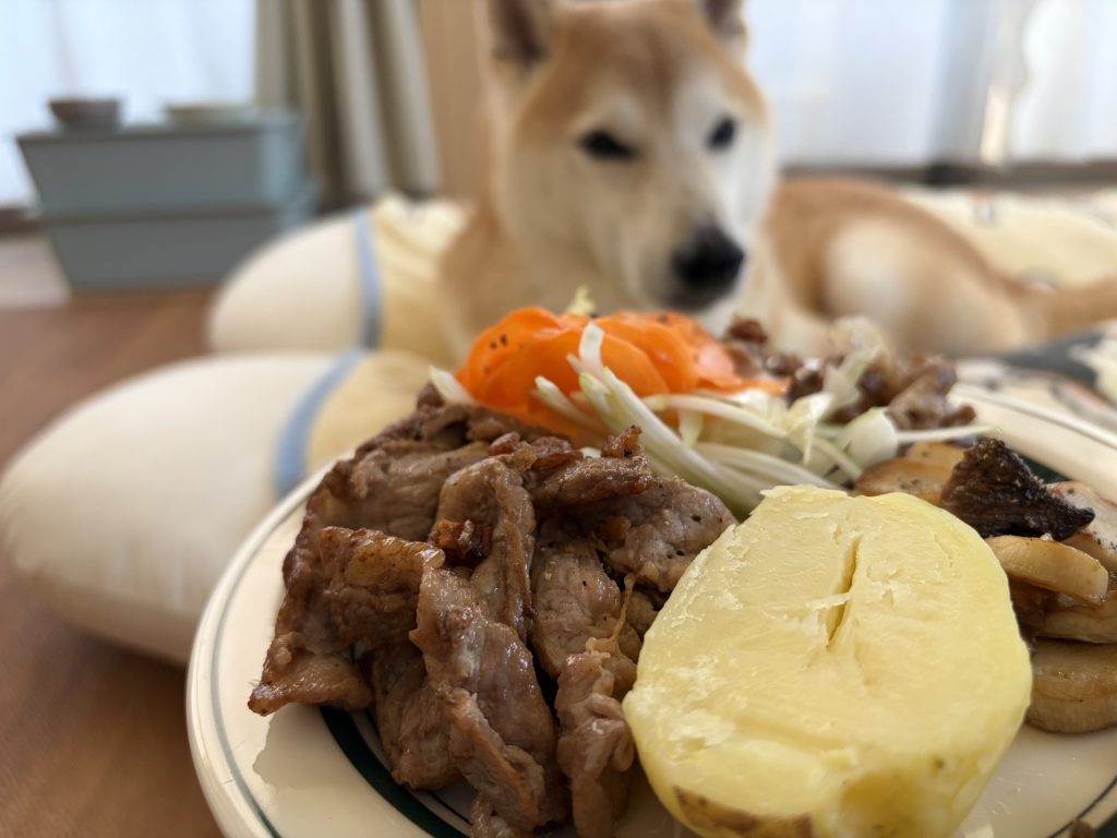 食事と柴犬