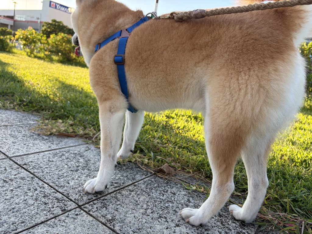 柴犬と公園