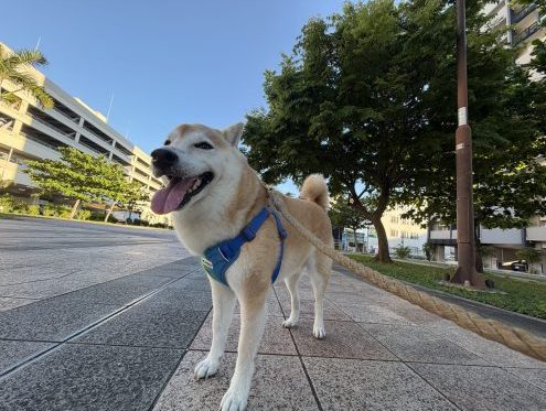 青空と柴犬