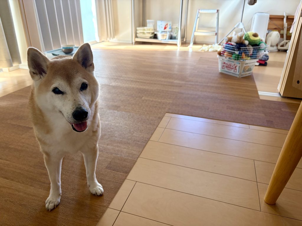 笑顔の柴犬