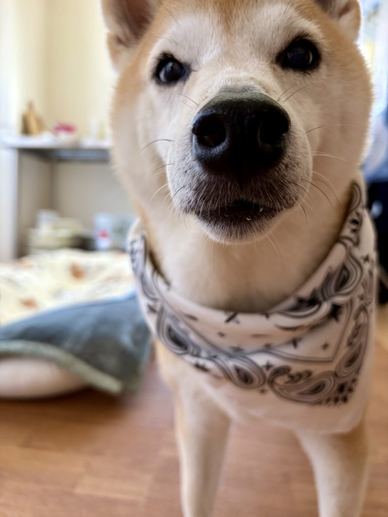 ドアップの柴犬