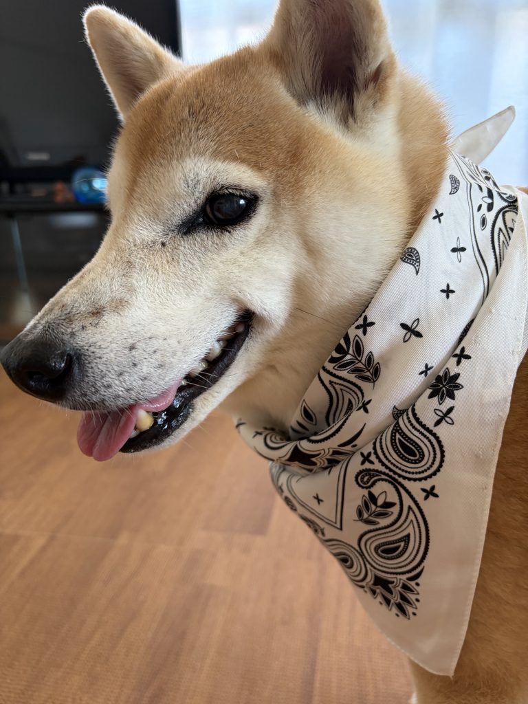 可愛い柴犬