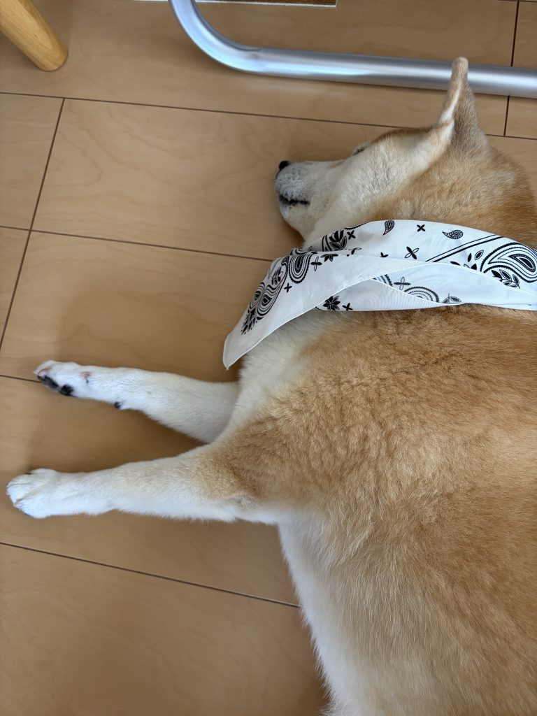 眠る柴犬