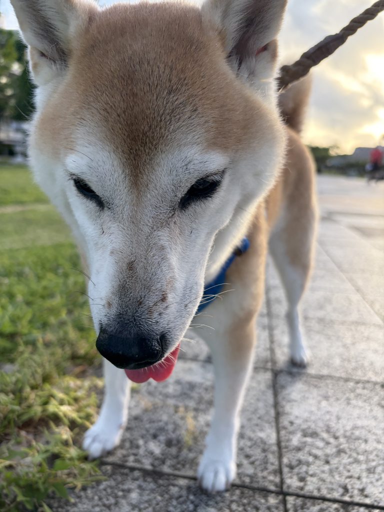 散歩中の犬