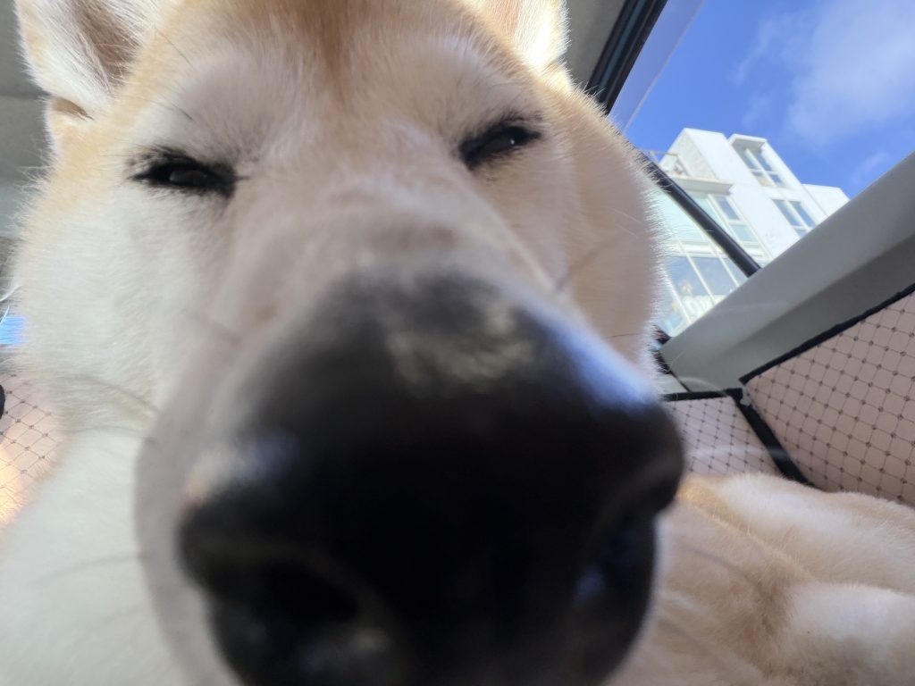 ドアップの柴犬
