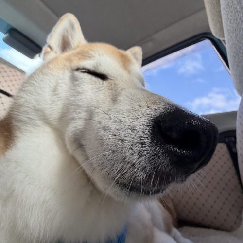 青空と柴犬