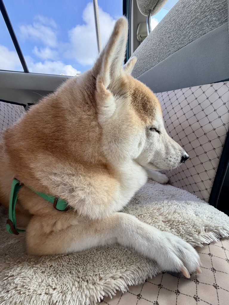 ドライブする柴犬