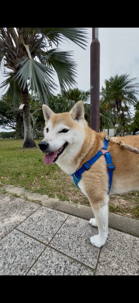 散歩中の犬