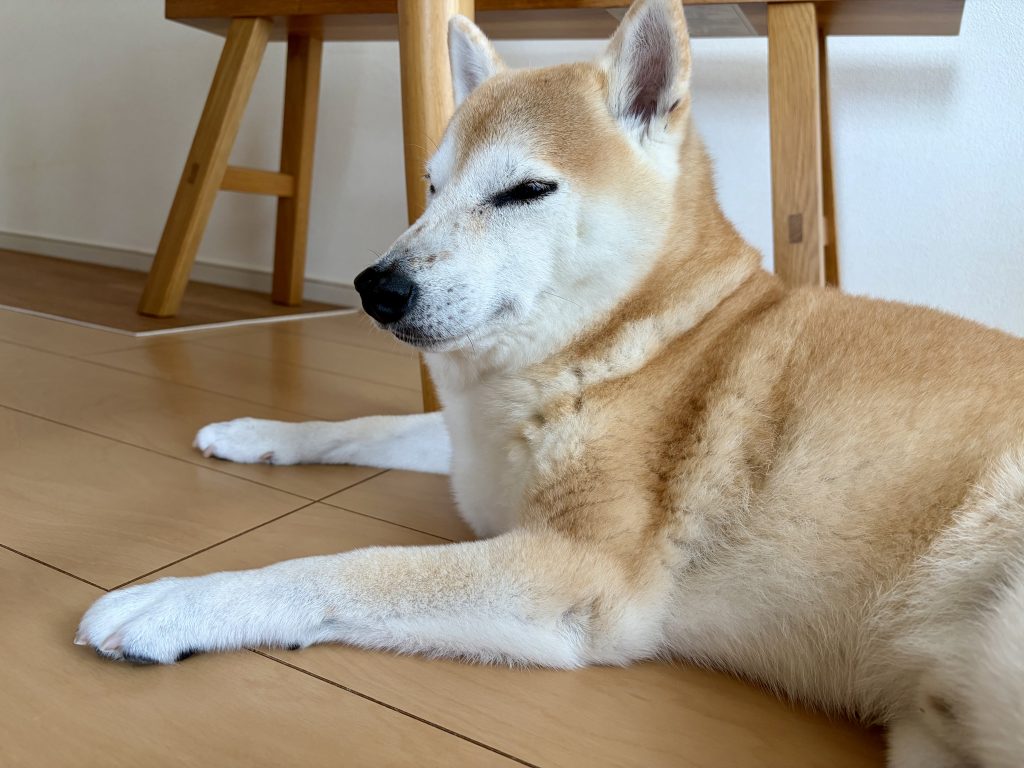 目を細める犬