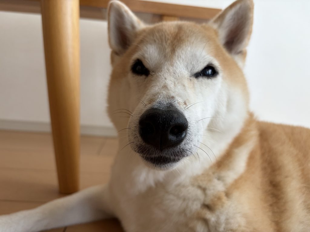 柴犬のアップ