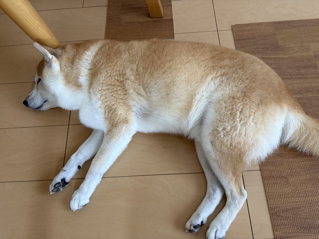 眠る柴犬