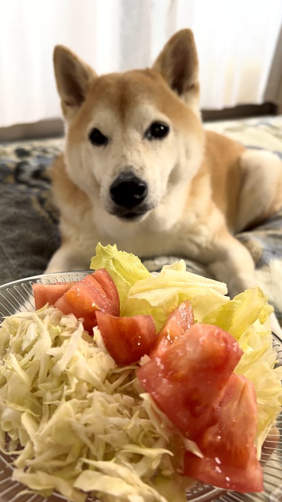 サラダと柴犬