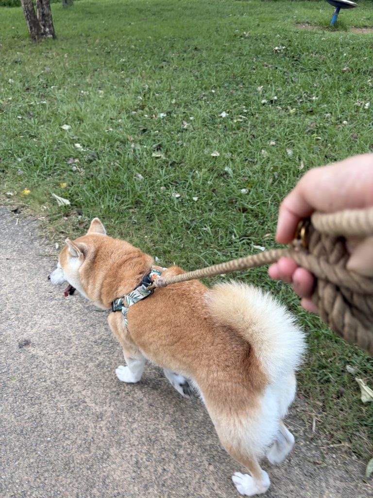 散歩する柴犬