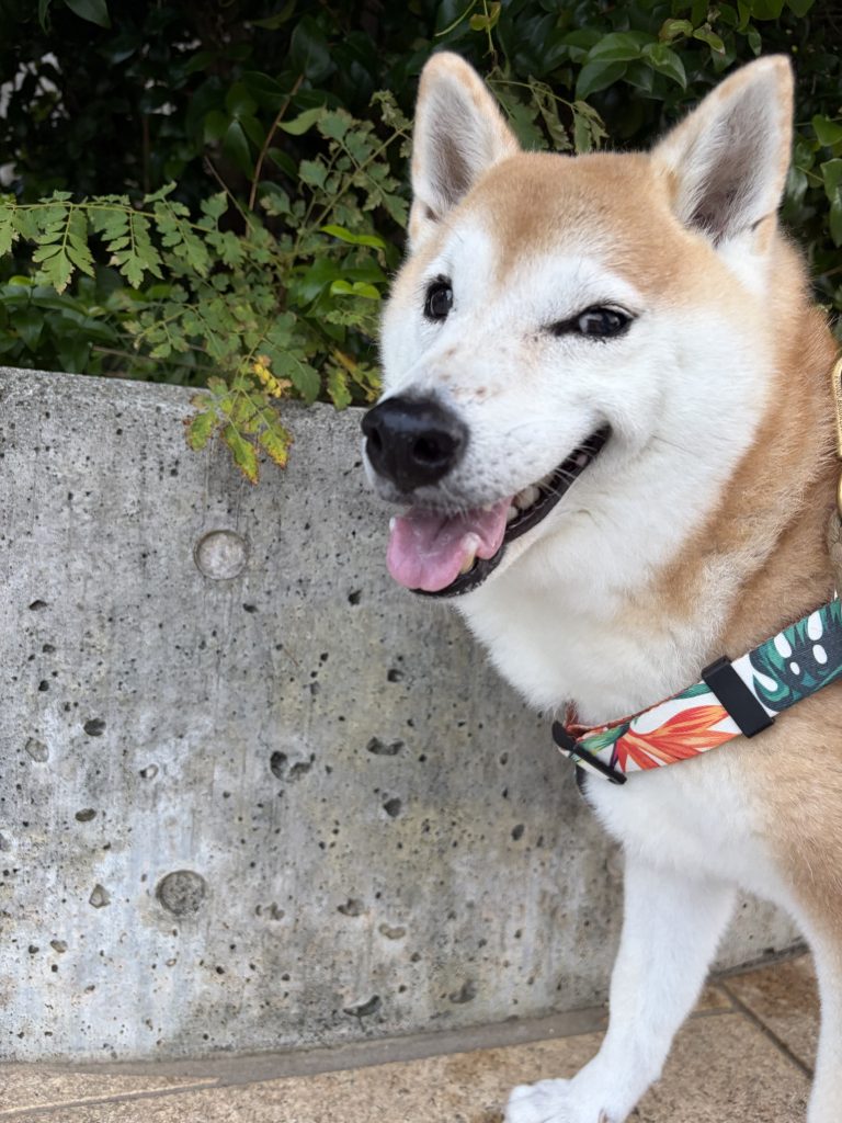 笑う柴犬