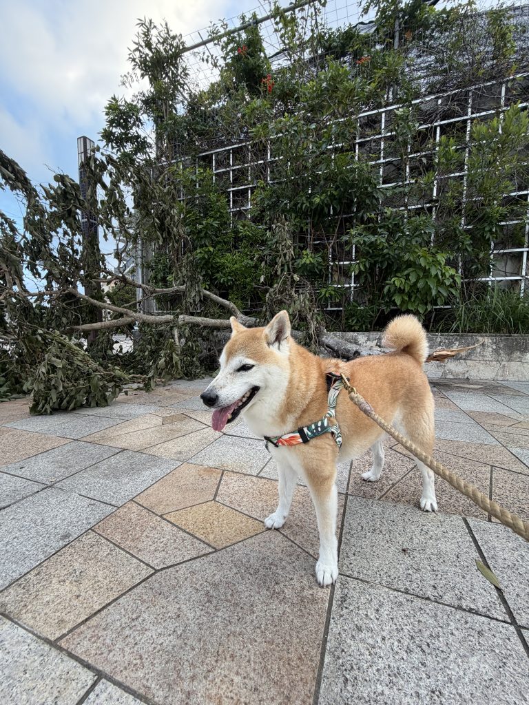 折れた木と柴犬