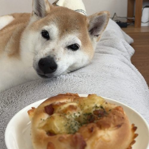 パンと柴犬
