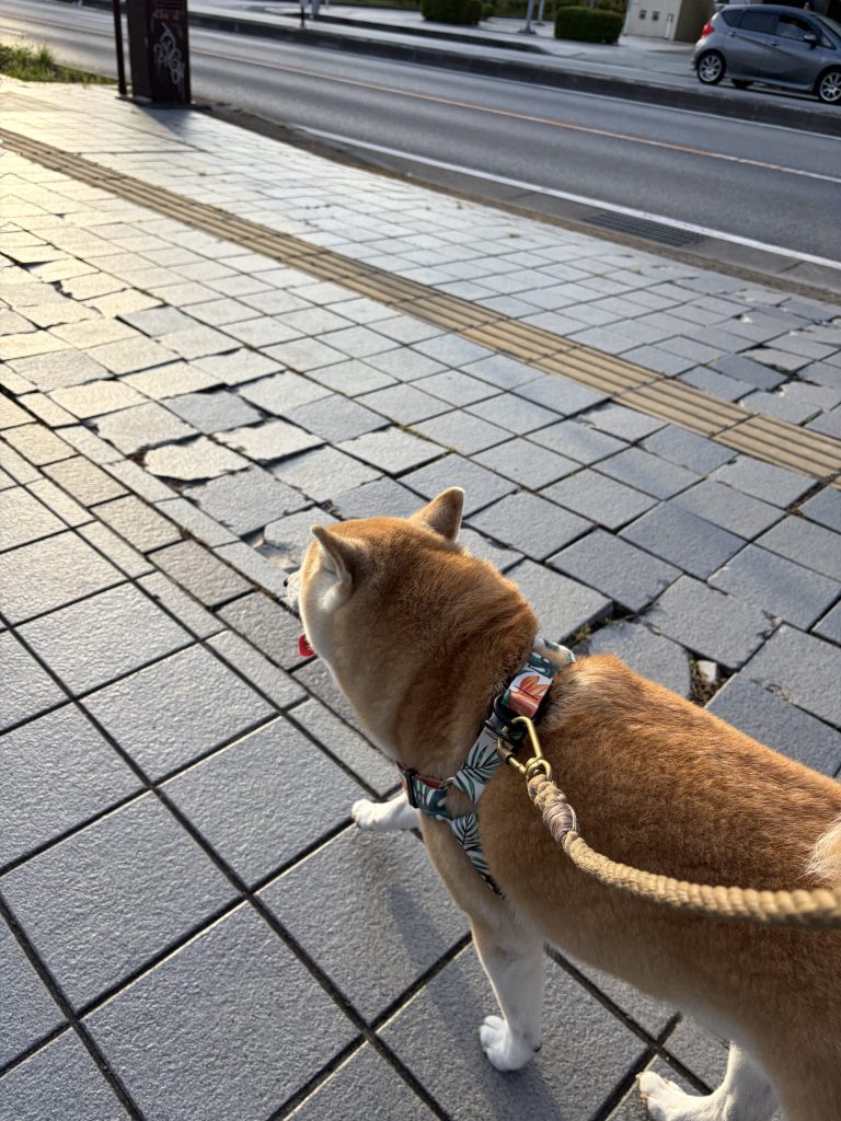 歩く柴犬