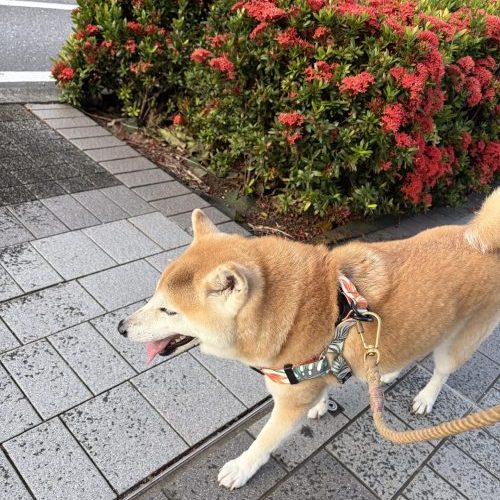 花と柴犬