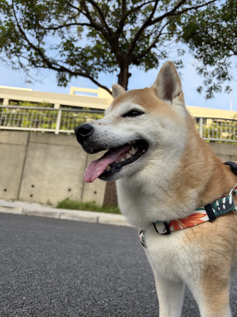 笑う柴犬