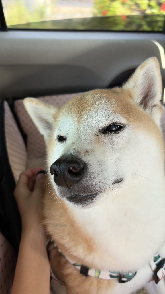 風を感じる柴犬