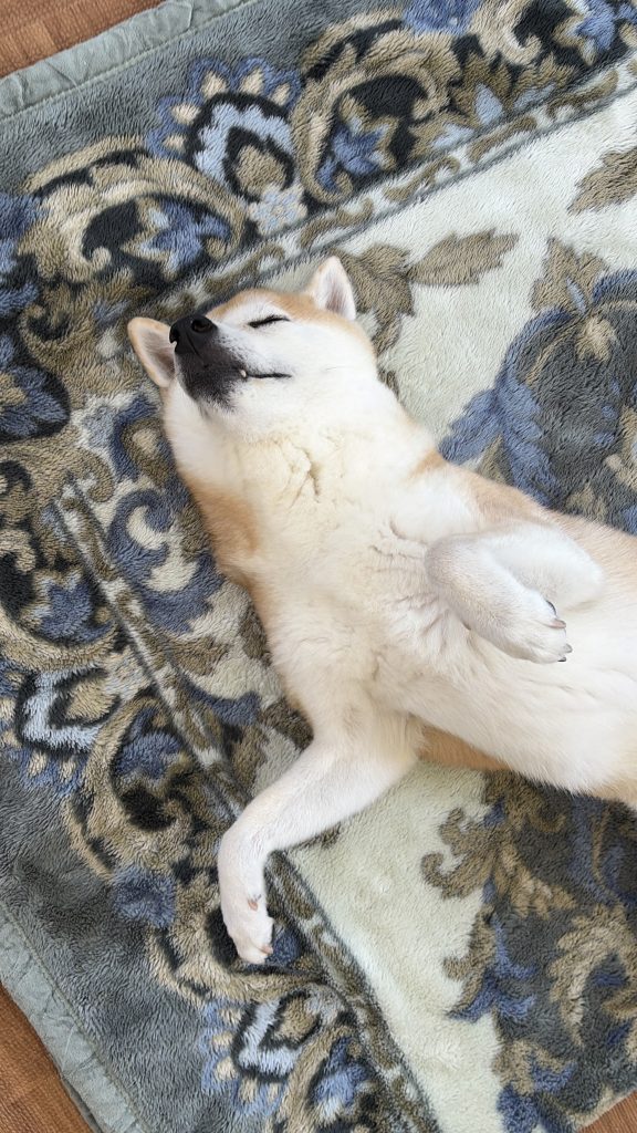眠る柴犬