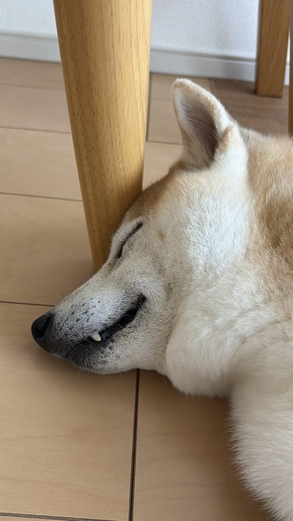 眠る柴犬