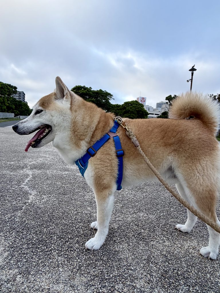 散歩中の犬